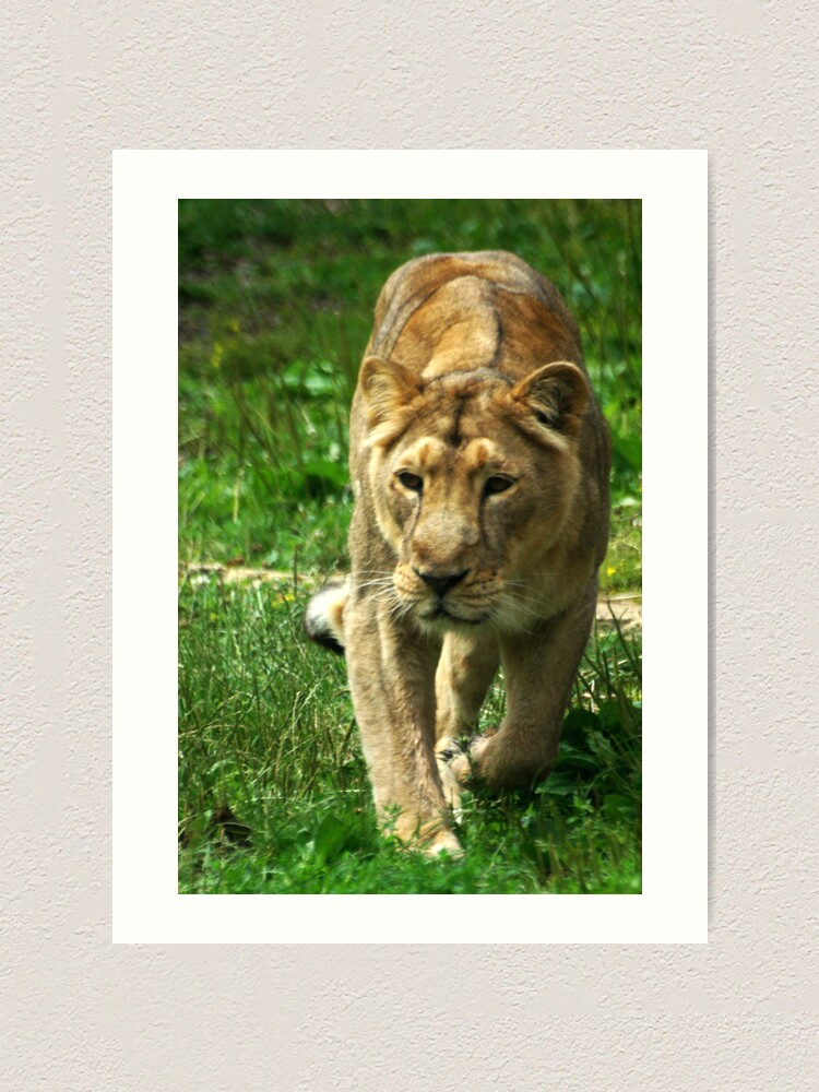 Alternate view of Kalinga the Asiatic Lioness Art Print