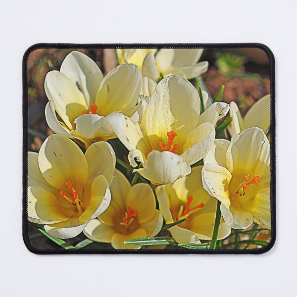 Item preview, Yellow crocuses designed and sold by Palatinasart.