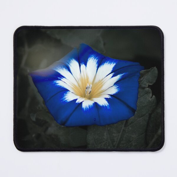 Item preview, A radiant blue flower is the focus. designed and sold by SchuLou-Fotokram.