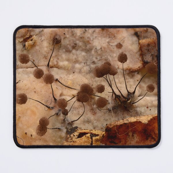 Item preview, Macro of slime mold sporangia on decaying wood designed and sold by Goiko7Margarita.