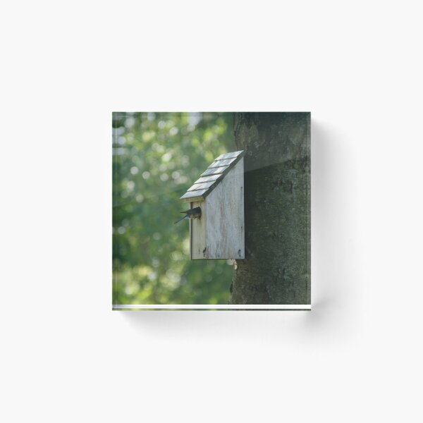 Item preview, Backyard Bluebird designed and sold by Element Lens.