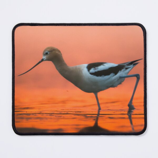 Item preview, Morning Strut (American Avocet) designed and sold by Natethokle.