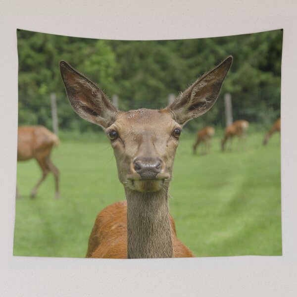 Item preview, Female white-tailed deer designed and sold by Production Art Manon Meilleur.