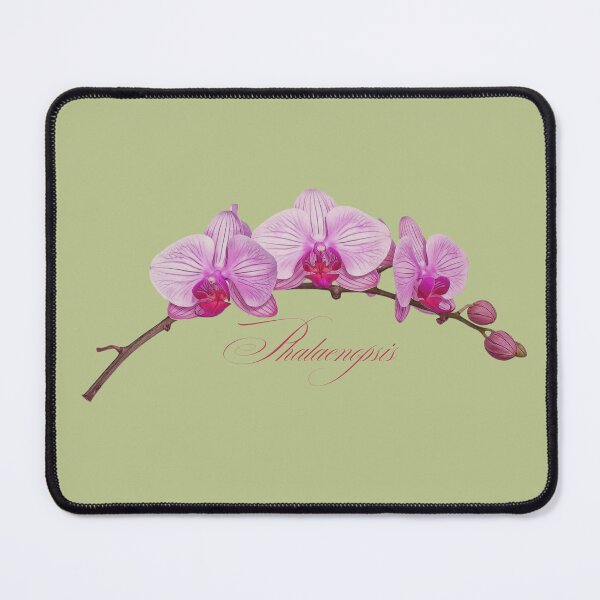 Item preview, Phalaenopsis | Pink Orchid Botanical Illustration with Script (No Background) designed and sold by ChristinePartlow.