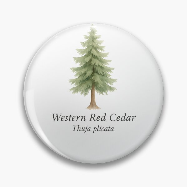 Item preview, Western Red Cedar – Pacific Rainforest Botanical Illustration designed and sold by BloomKind.