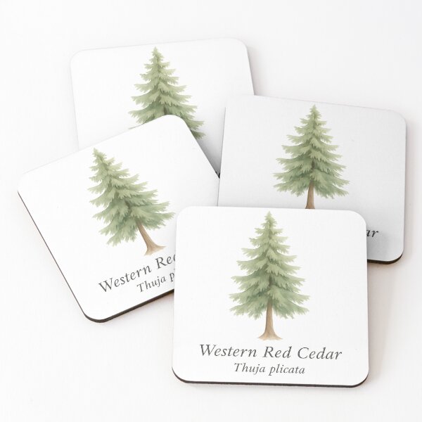 Item preview, Western Red Cedar – Pacific Rainforest Botanical Illustration designed and sold by BloomKind.