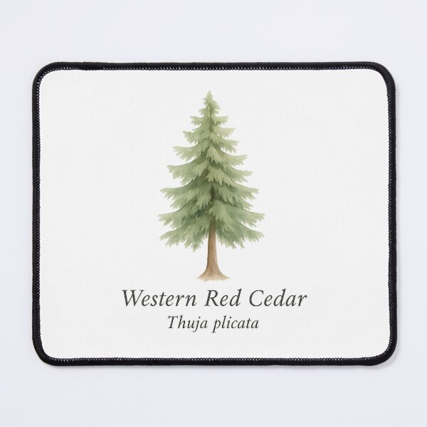 Item preview, Western Red Cedar – Pacific Rainforest Botanical Illustration designed and sold by BloomKind.