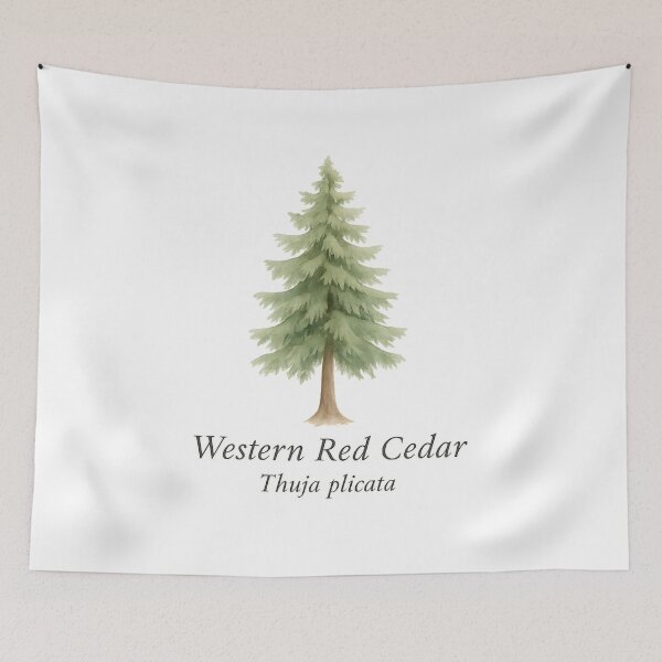 Item preview, Western Red Cedar – Pacific Rainforest Botanical Illustration designed and sold by BloomKind.