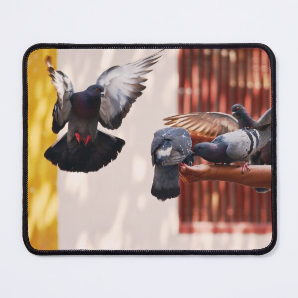 Item preview, Urban Cartagena de Indias - Feeding Pigeons in Colombia designed and sold by CarolinaReina.