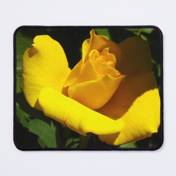 Item preview, Yellow Rosebud Opening in Light and Shadow designed and sold by JoyousArt4u.