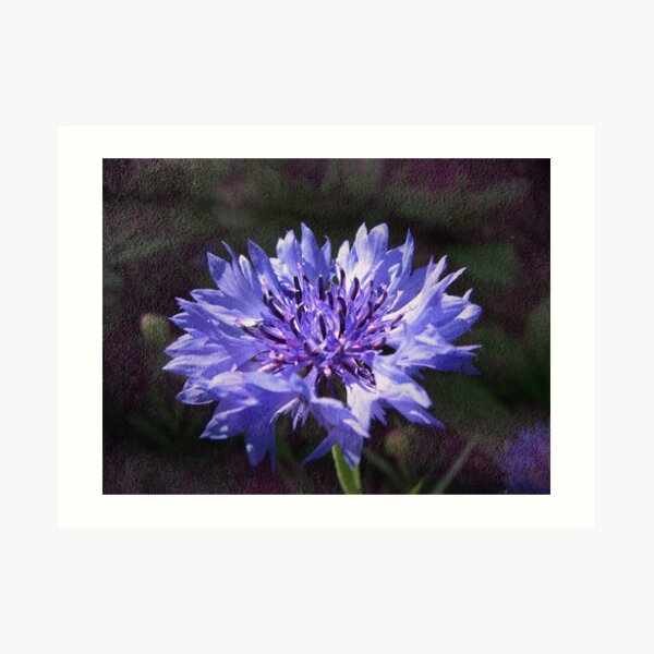 Tactile Fleur de Bleu Art Print
