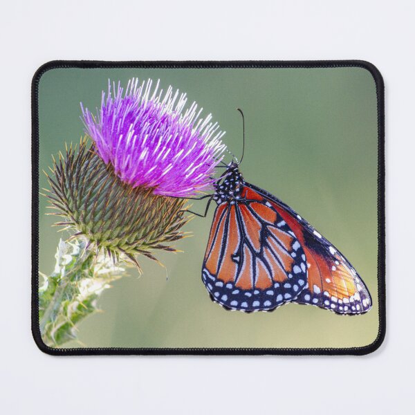 Item preview, Queen Butterfly on a Purple Blessed Milkthistle designed and sold by Peter Milota Studio.