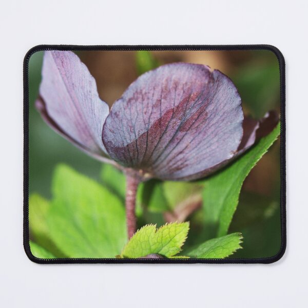 Item preview, Hellbore Flower and Bud designed and sold by Michaela Perryman.