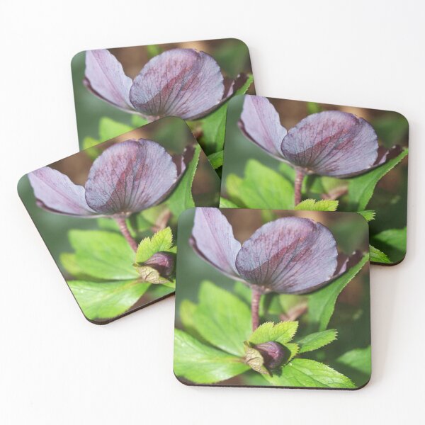 Item preview, Hellbore Flower and Bud designed and sold by Michaela Perryman.