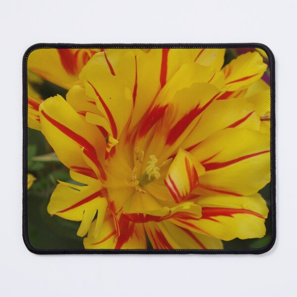 Item preview, Yellow and Red Striped Tulip designed and sold by Michaela Perryman.