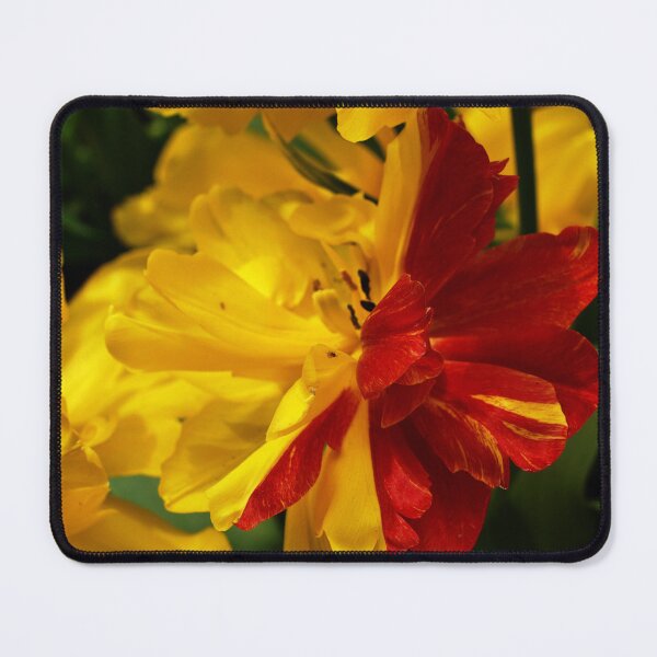 Item preview, Bi-Coloured Tulip designed and sold by Michaela Perryman.