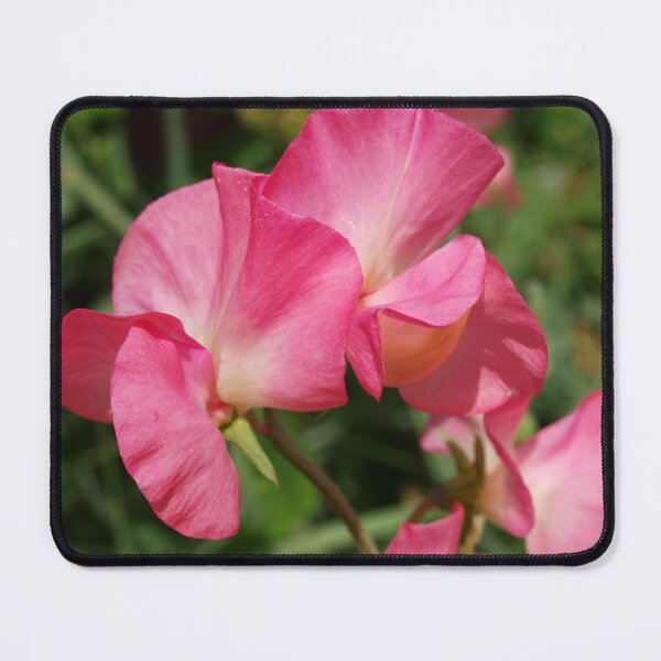 Item preview, Pink Sweet Peas designed and sold by Michaela Perryman.