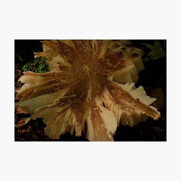 Big Juicy Mushroom Photographic Print