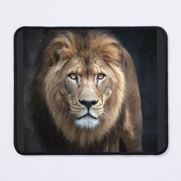 Item preview, Majestic Lion Staring Intently designed and sold by Savannah Gibbs.