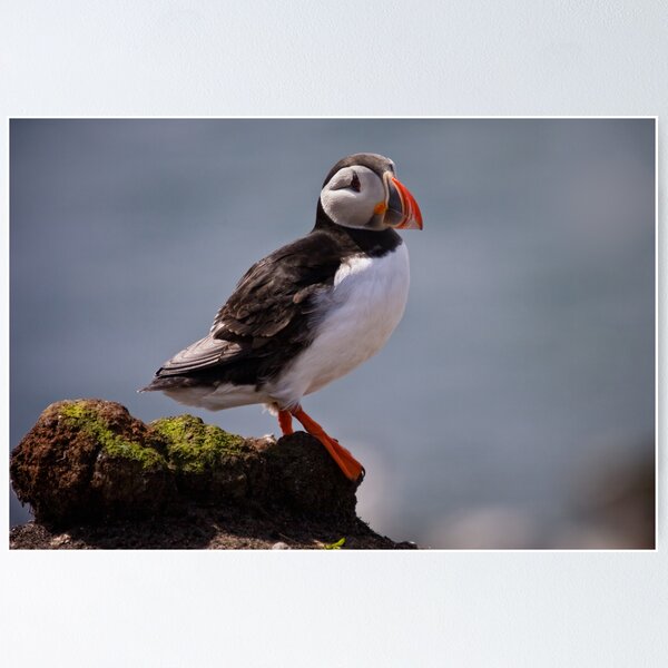 Item preview, Puffin Rock designed and sold by David Lewins.