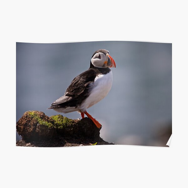 Puffin Rock Poster