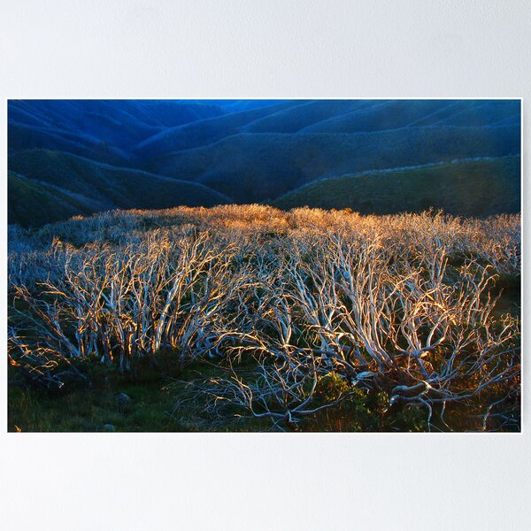 Item preview, Fire Ravaged Snow Gums designed and sold by Peter Hammer.