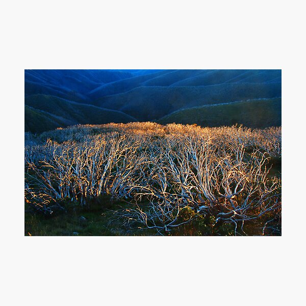 Item preview, Fire Ravaged Snow Gums designed and sold by Peter Hammer.