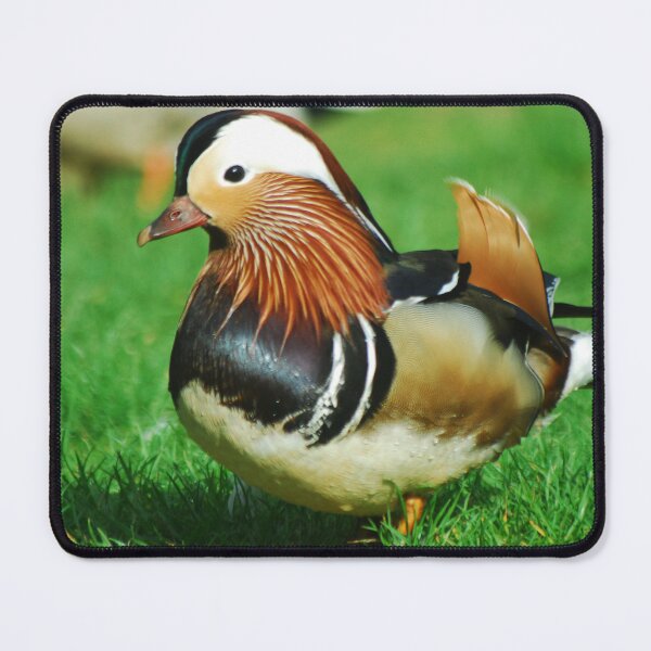 Item preview, Male mandarin duck designed and sold by wagtails.art.