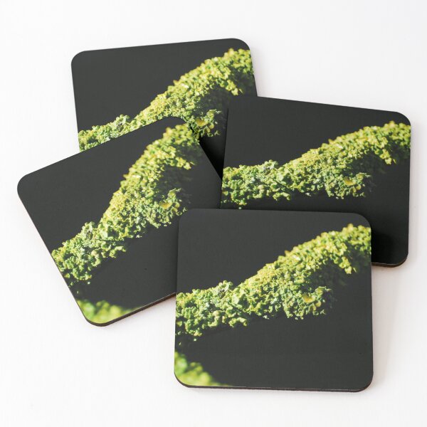 Item preview, Lichen Subscribe designed and sold by wagtails.art.