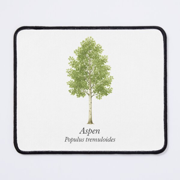 Item preview, Aspen – Populus tremuloides designed and sold by BloomKind.