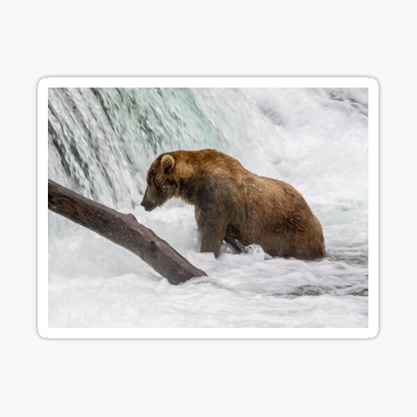 Waiting for Salmon Sticker