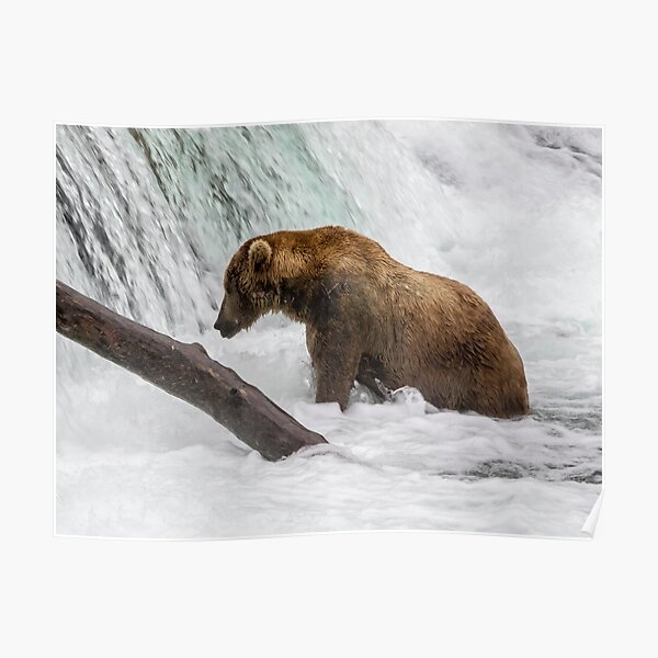 Waiting for Salmon Poster