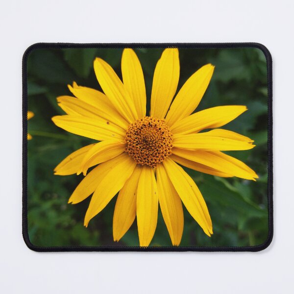 Item preview, False Sunflower Photo designed and sold by Sky-99.