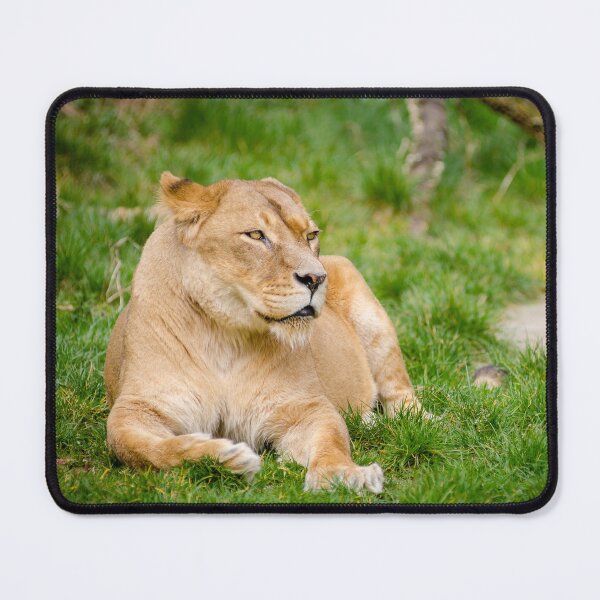 Item preview, Lioness by Mathias Appel designed and sold by Igor Zeiger.