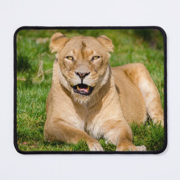 Item preview, Lioness by Mathias Appel designed and sold by Igor Zeiger.