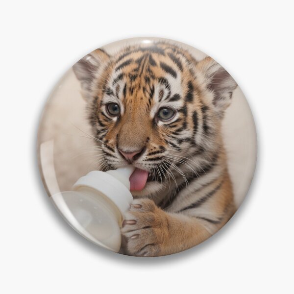 Item preview, Adorable Orphaned Tiger Cub Eagerly Drinking from a Feeding Bottle designed and sold by  Mollier's.