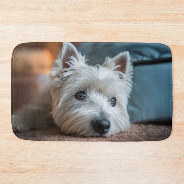 Item preview, Close-up Portrait of a West Highland White Terrier Lying Down designed and sold by skibreck.