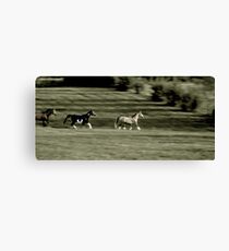 gallop Canvas Print