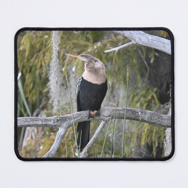 Item preview, Anhinga hembra posada designed and sold by Glennphotos.