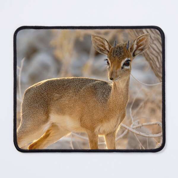 Item preview, Golden Whisper, Dik dik at Dusk, Etosha Namibia designed and sold by DavideAntoniani.