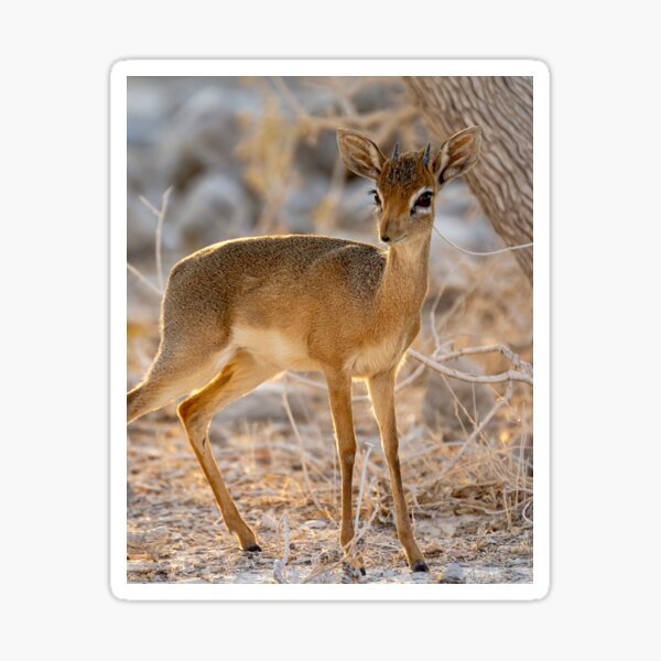 dik໒꒱·ﾟ Animal Dik-dik Icon