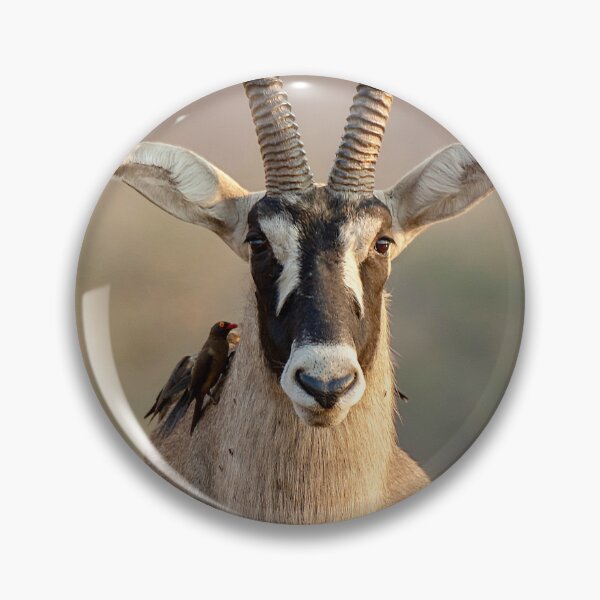 Item preview, Roan Antelope and Oxpeckers, Golden Light, Chobe designed and sold by DavideAntoniani.
