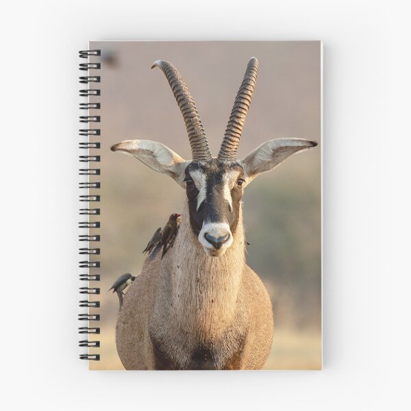 Item preview, Roan Antelope and Oxpeckers, Golden Light, Chobe designed and sold by DavideAntoniani.