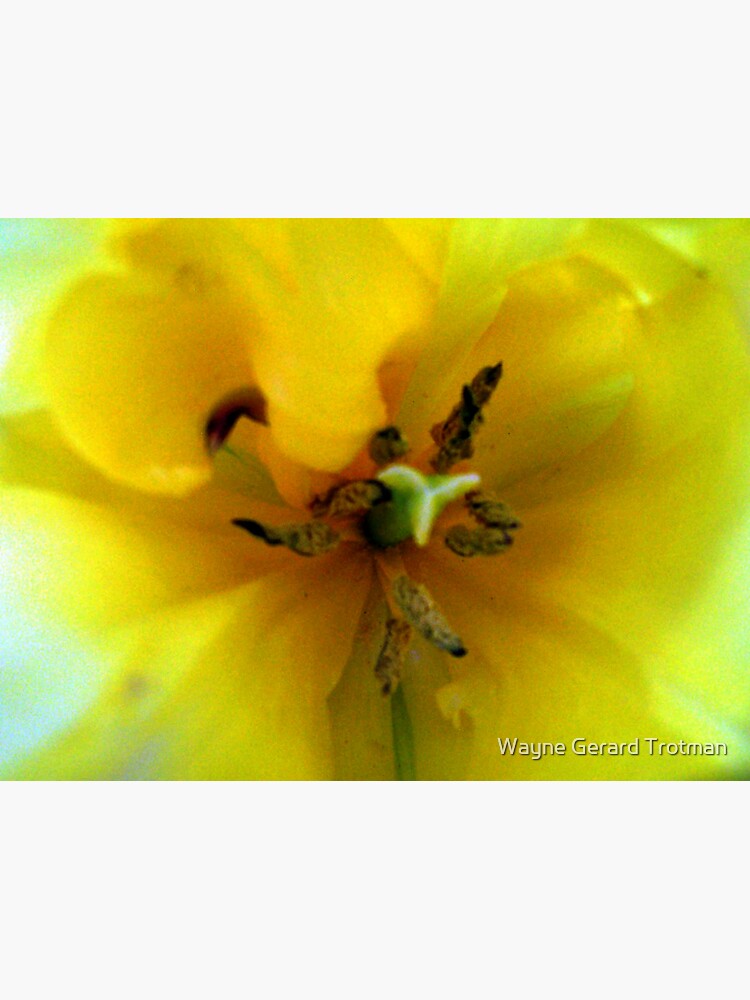 Yellow Tulip by redmoondragon