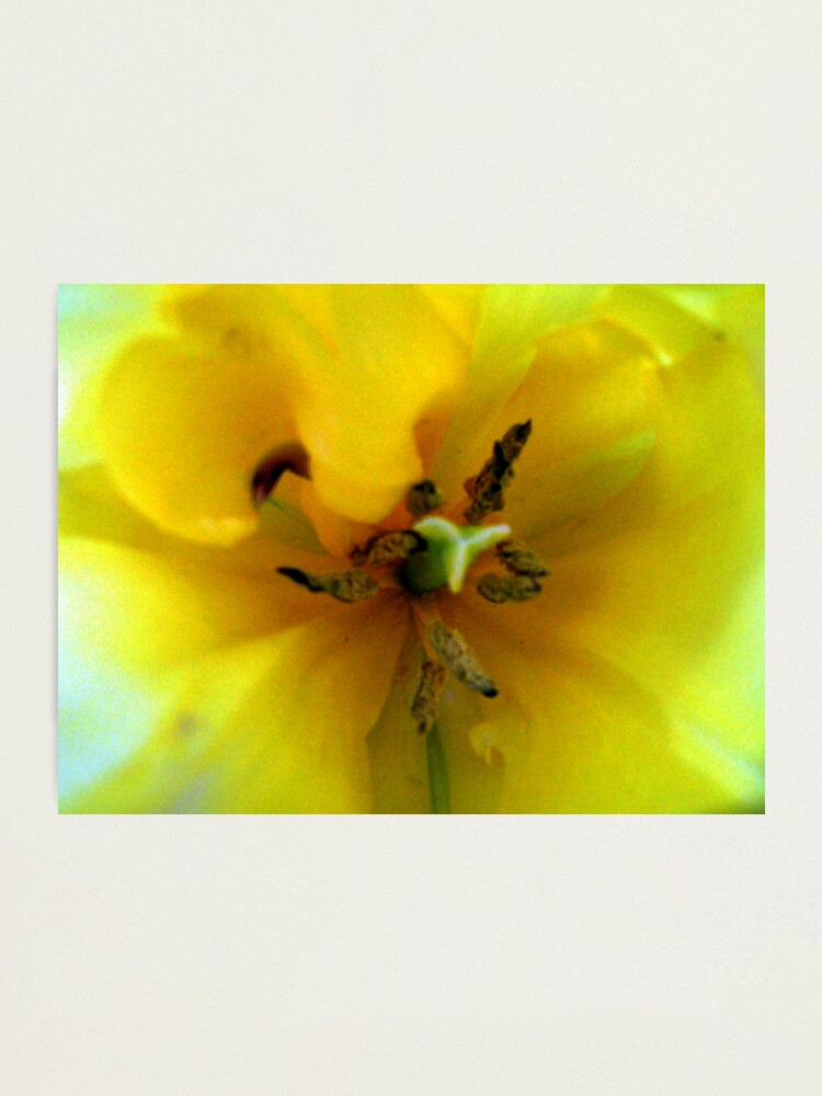 Alternate view of Yellow Tulip Photographic Print