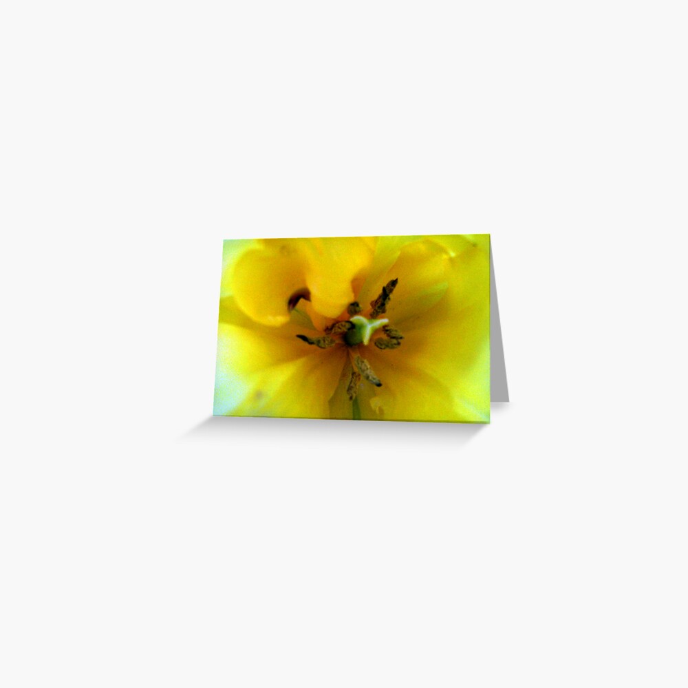 Yellow Tulip Greeting Card