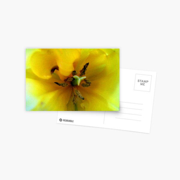 Yellow Tulip Postcard