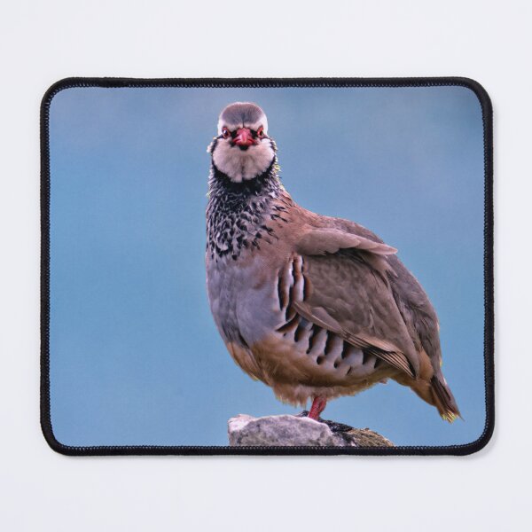Item preview, Male red-legged partridge Portrait designed and sold by Tom McPherson Photography.