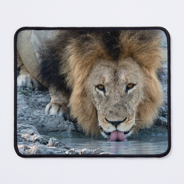 Item preview, Lion of Savuti, Waziba Drinking at the Waterhole, Botswana designed and sold by DavideAntoniani.