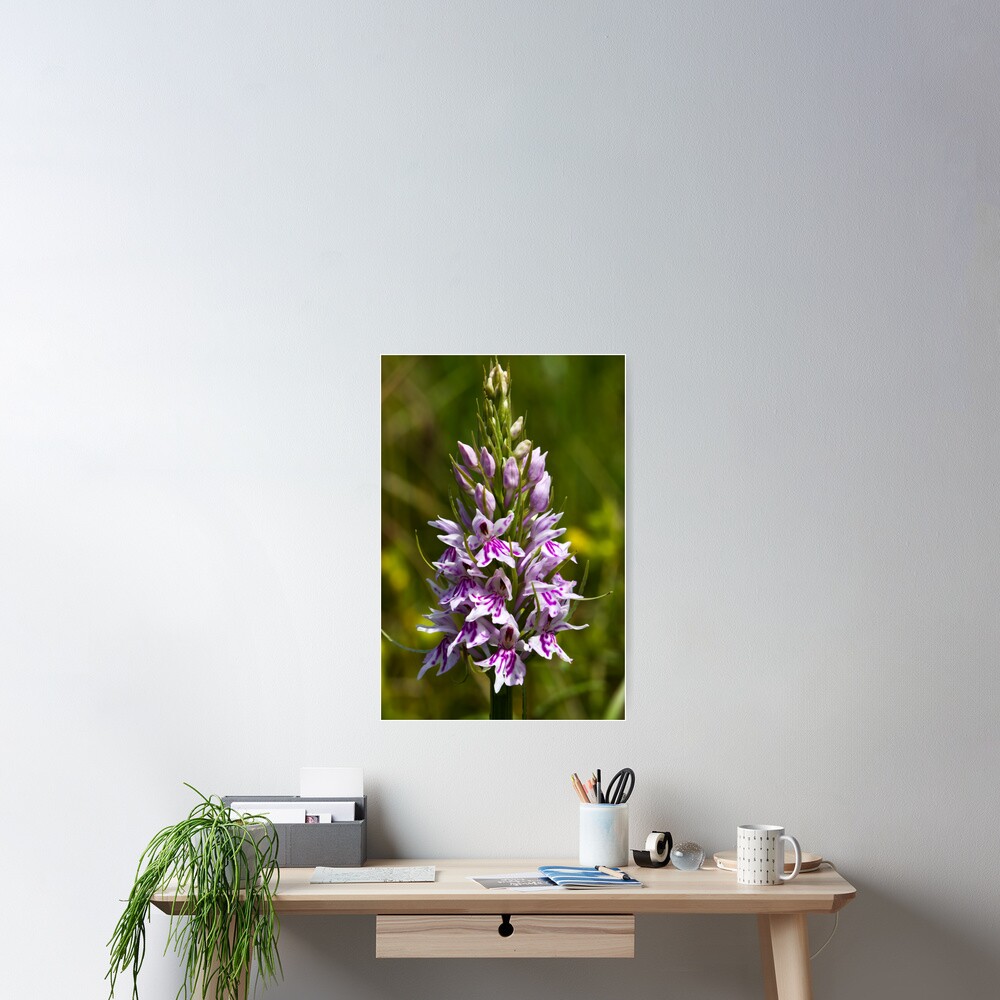 Common Spotted-orchid (Dactylorhiza fuchsii) Poster